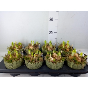 Arr.  Narcissus Tete Tete L%