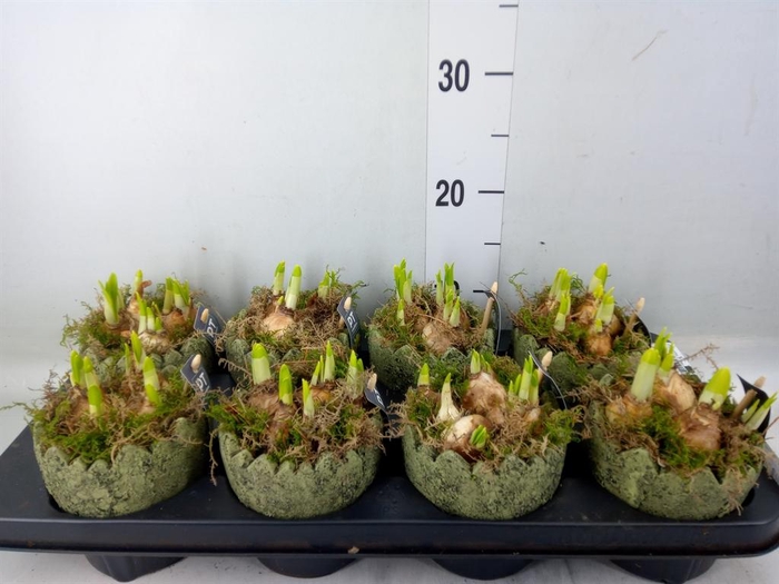 <h4>Arr.  Narcissus Tete Tete L%</h4>