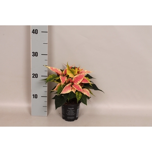 Poinsettia 10,5 cm Christmas Feelings Marbella