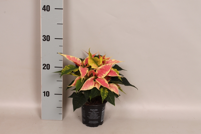 Poinsettia 10,5 cm Christmas Feelings Marbella