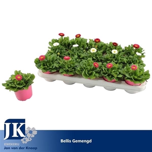 Bellis Gemengd p 10.5