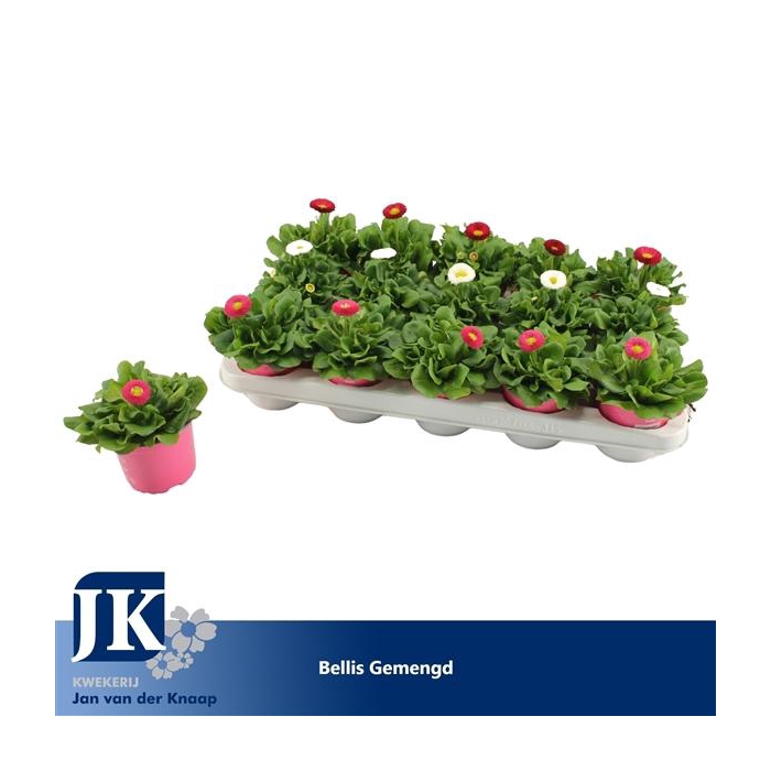 <h4>Bellis Gemengd p 10.5</h4>