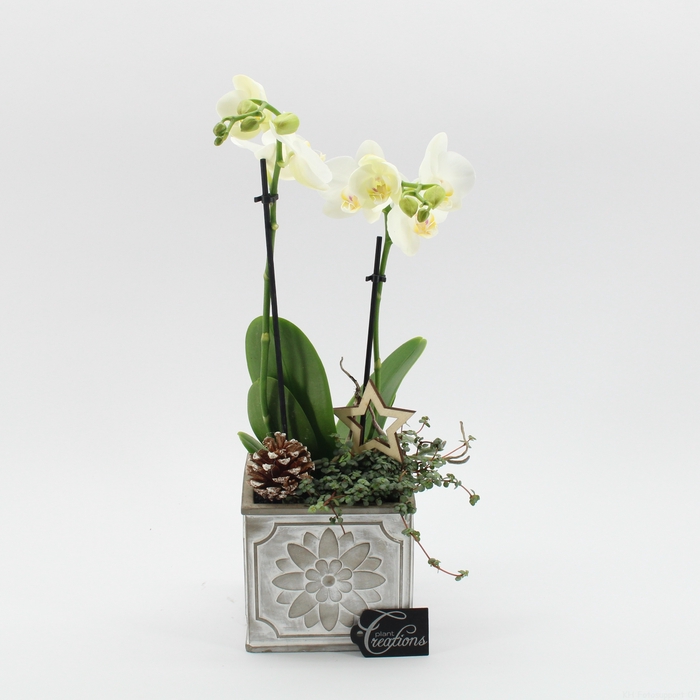 <h4>Opm PHALXM-2421 Phalaenopsis Xmas</h4>