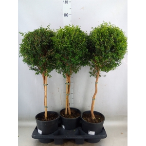 Myrtus communis