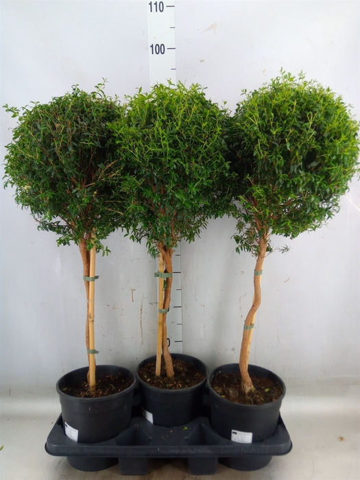 <h4>Myrtus communis</h4>