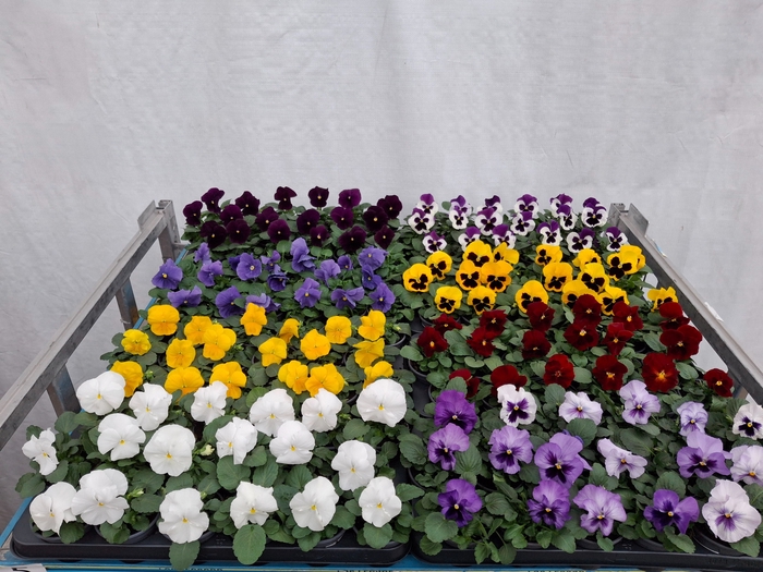 <h4>VIO WI DELTA GEM</h4>