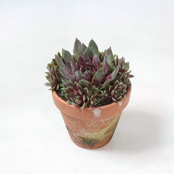 <h4>SEMPERVIVUM-HYBRID p12 Blushing Garnet</h4>