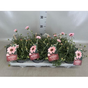 Rhodanthemum hosm. 'Zagora Pink'