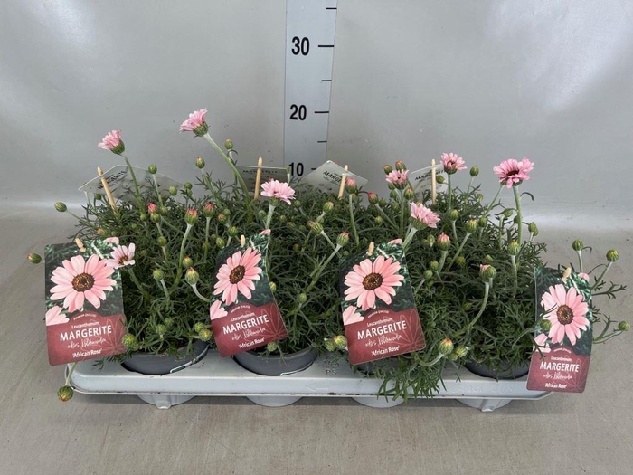 <h4>Rhodanthemum hosm. 'Zagora Pink'</h4>