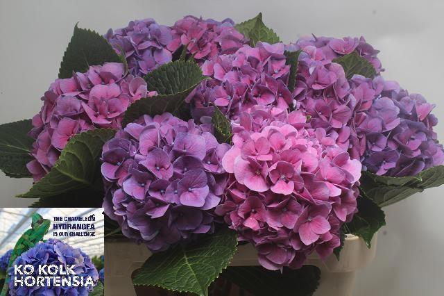 <h4>HYDR M CH CASSANOVA</h4>