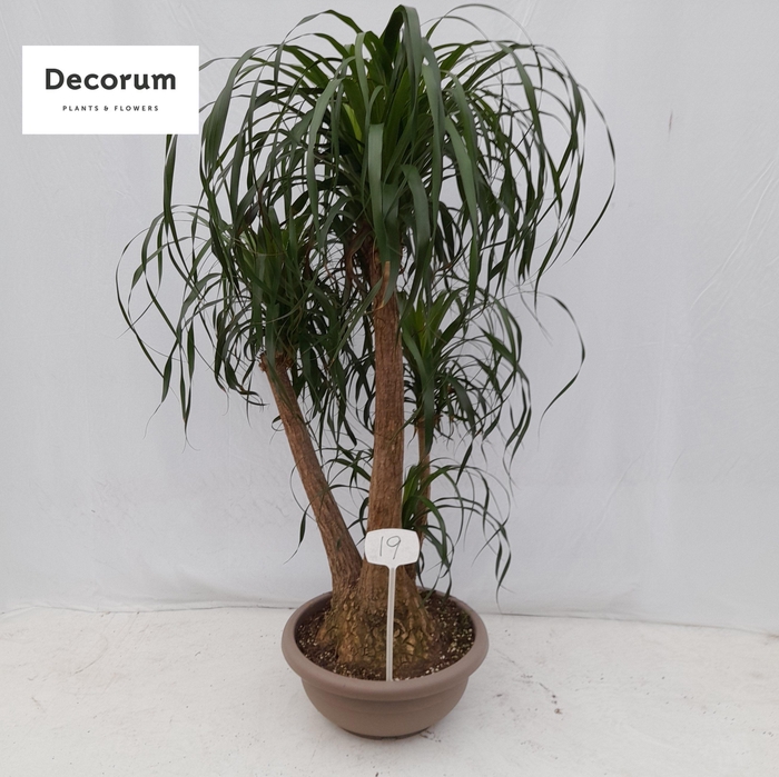 <h4>Beaucarnea vertakt op nummer 19</h4>