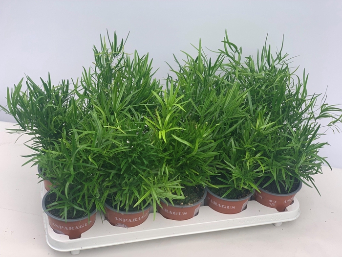 <h4>Asparagus Falcatus</h4>