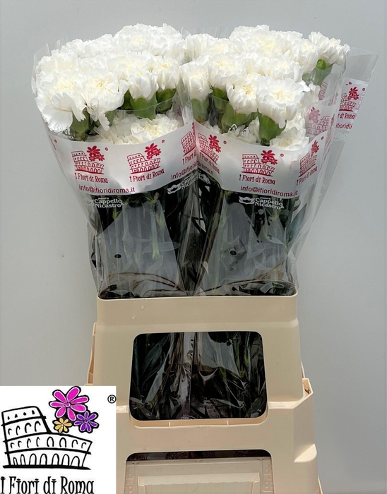 <h4>DI ST ANTARCTICA</h4>