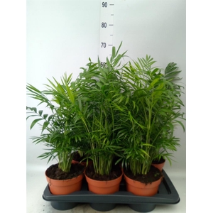 Chamaedorea elegans