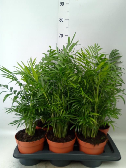 <h4>Chamaedorea elegans</h4>