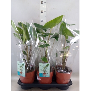 Alocasia zebrina