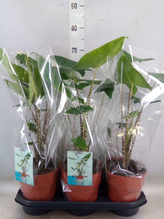 <h4>Alocasia zebrina</h4>