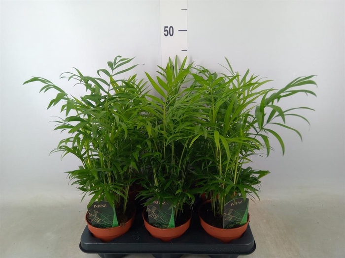 <h4>Chamaedorea elegans</h4>