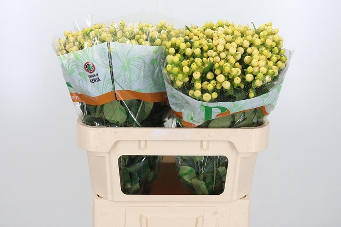 <h4>Hyp Mag Royal Cream</h4>