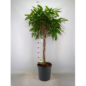 Ficus binn. 'Amstel King'