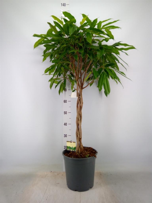 <h4>Ficus binn. 'Amstel King'</h4>
