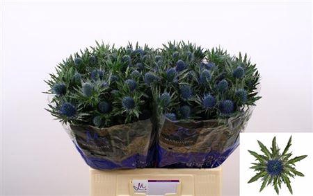 <h4>Eryn Aquarius Qstar</h4>