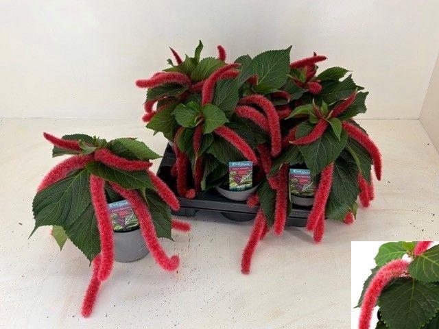 <h4>ACALY HISPIDA</h4>