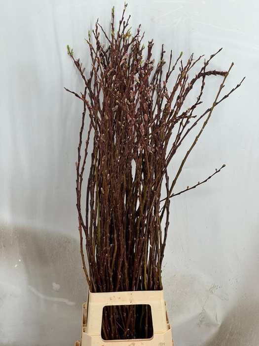 <h4>SALIX WILGENKATJES</h4>