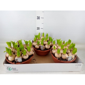 Hyacinthus orie. 'Pearl White'