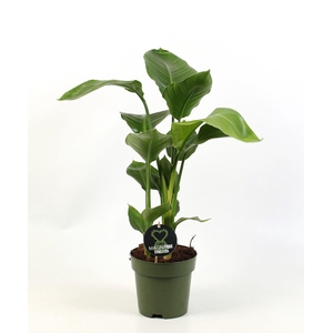 Strelitzia nicolai 3 stek pp