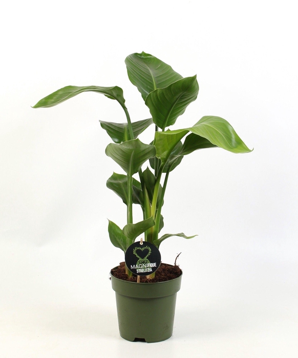 <h4>Strelitzia nicolai 3 stek pp</h4>