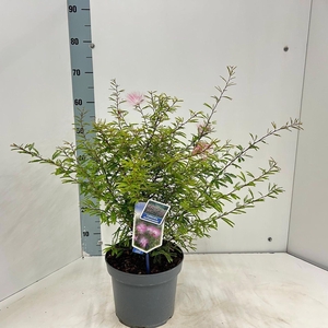 Heesters Calliandra surinamensis Di