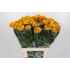 Tagetes Marigold Promise Orange