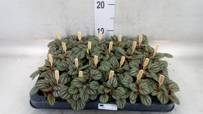 <h4>Peperomia albov. 'Piccolo Banda'</h4>