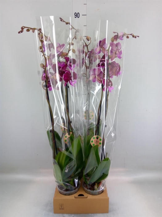 <h4>Phalaenopsis ...</h4>