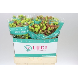 Eust Du Rosanne Terracotta