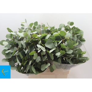 EUC POLYANTHEMO P BS