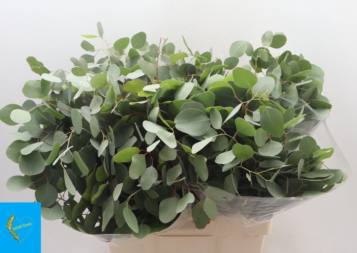 <h4>EUC POLYANTHEMO P BS</h4>