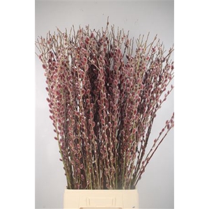 Salix G Pink Cushion