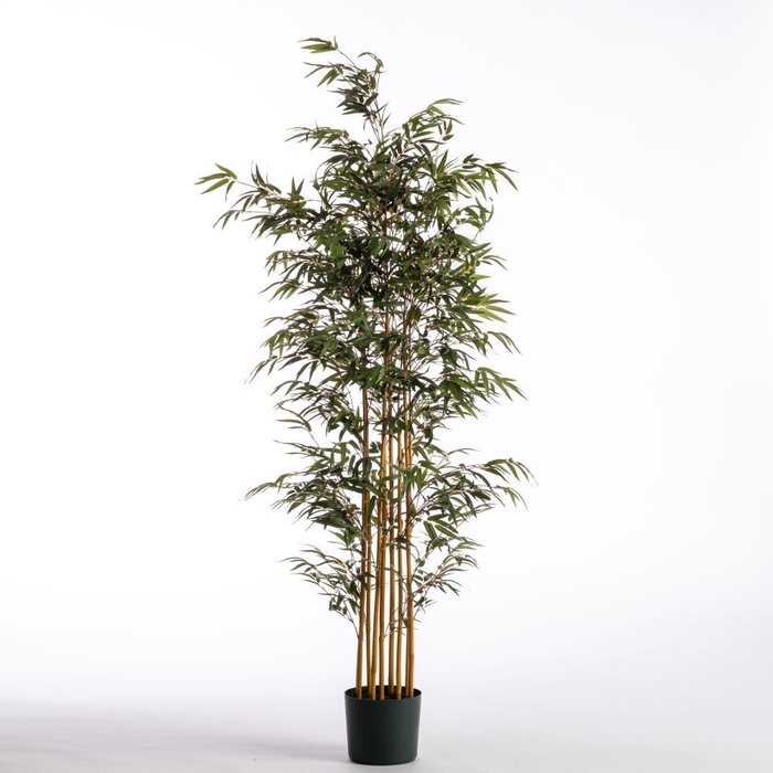 <h4>AF Bamboo x9 pot H183cm Green</h4>