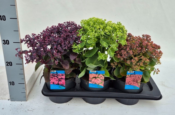 <h4>Sedum telep.</h4>