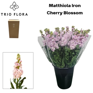 MATTH IRON CHERRY BL Aqua Box 60