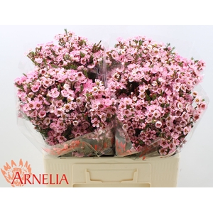 Chame Sarahs Delight Arnelia