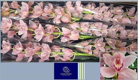 <h4>Cymb T Delmonte</h4>