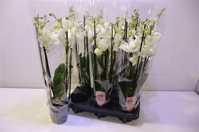 <h4>arr8 Phal An Inverness</h4>