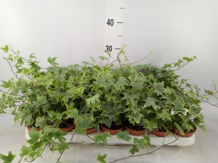 <h4>Hedera helix 'Yellow Ripple'</h4>