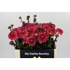 Dahlia Daisy Duke