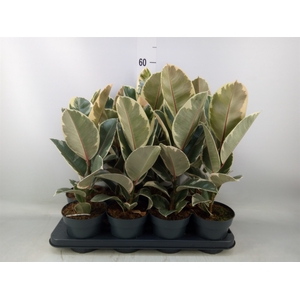Ficus elastica 'Tineke'
