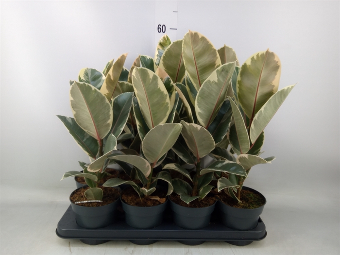 <h4>Ficus elastica 'Tineke'</h4>