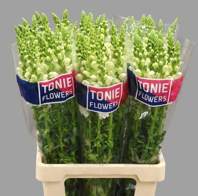 <h4>Antir Poto White</h4>